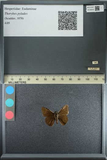 Media type: image;   Entomology 188640